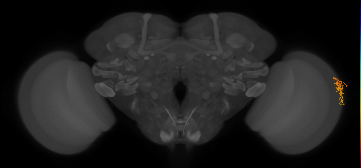 Dm16_R (JRC_OpticLobe:549307)