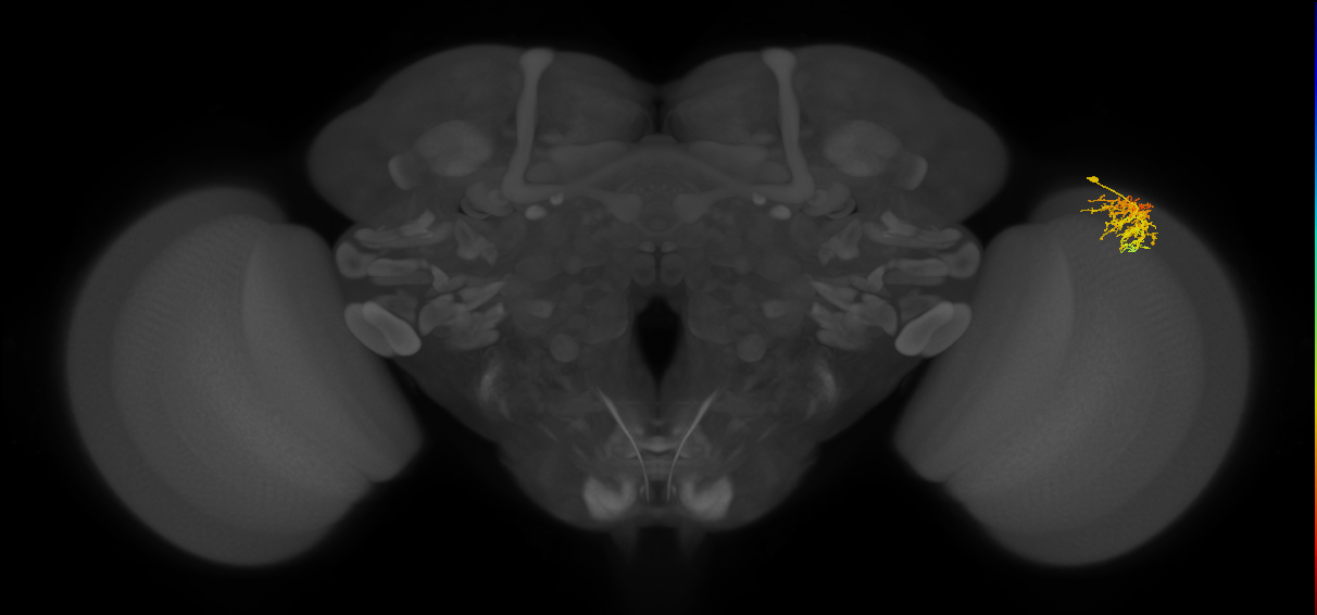 Dm16_R (JRC_OpticLobe:68877)