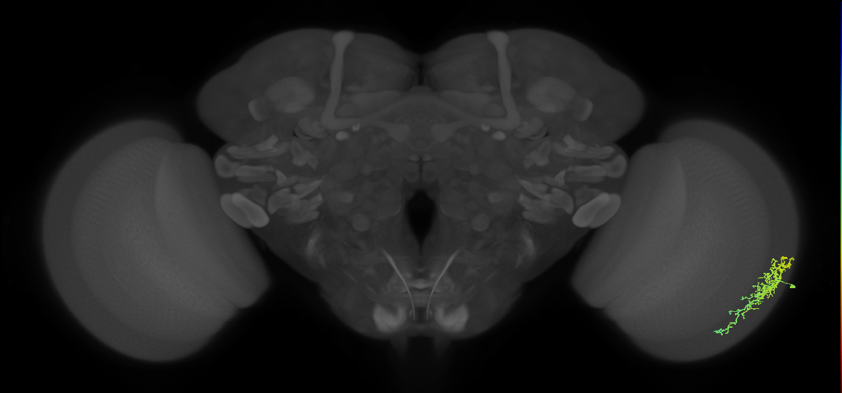 Dm16_R (JRC_OpticLobe:81963)