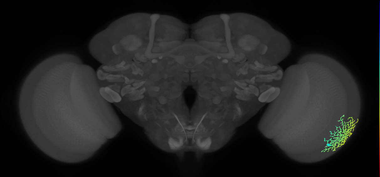 Dm18_R (JRC_OpticLobe:18712)