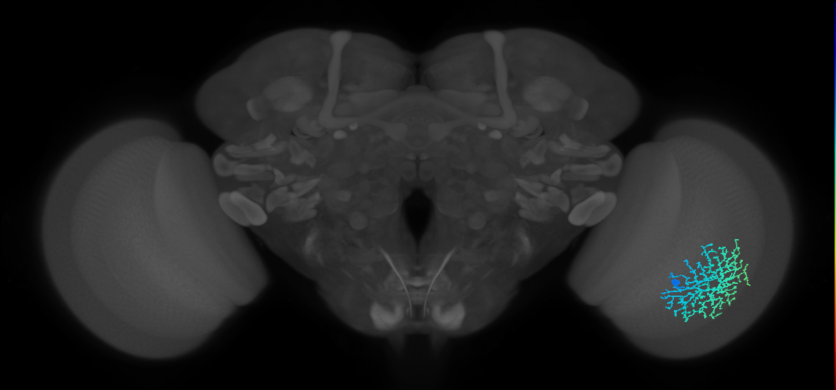 Dm18_R (JRC_OpticLobe:18963)