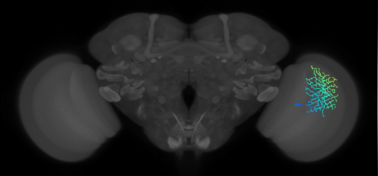 Dm18_R (JRC_OpticLobe:18595)