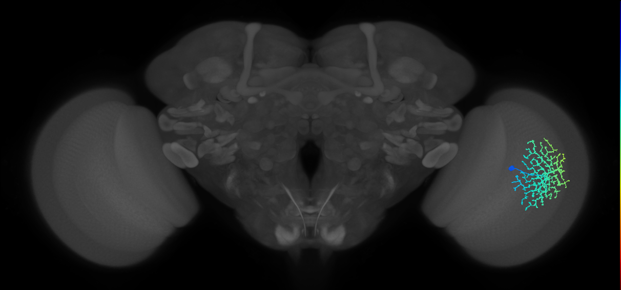 Dm18_R (JRC_OpticLobe:18391)