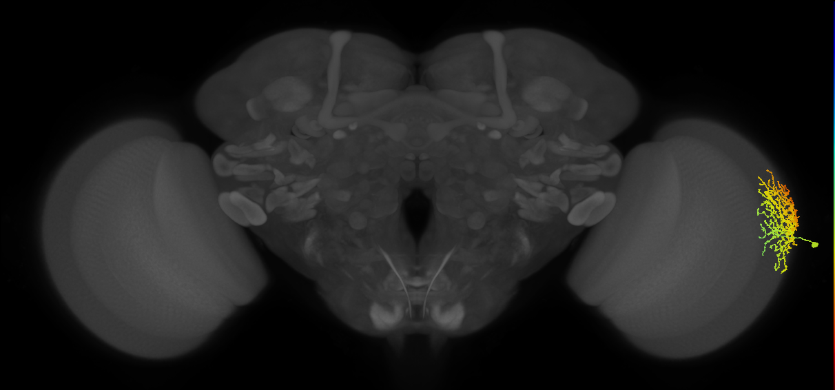 Dm18_R (JRC_OpticLobe:547689)