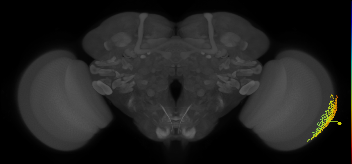 Dm18_R (JRC_OpticLobe:547701)