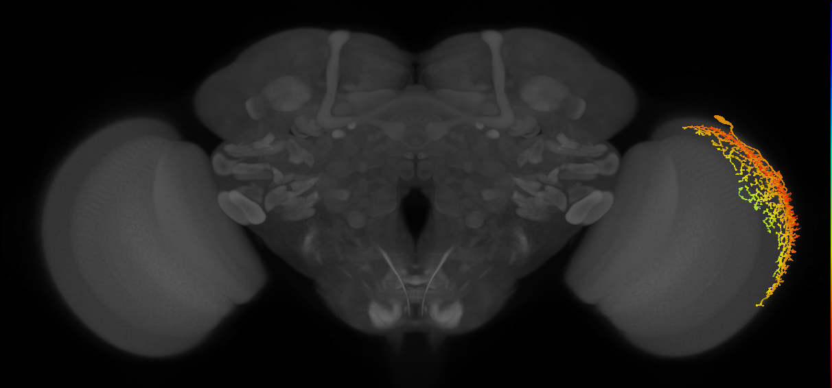 Dm19_R (JRC_OpticLobe:12011)