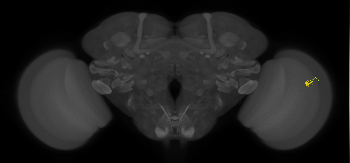 Dm2_R (JRC_OpticLobe:135566)