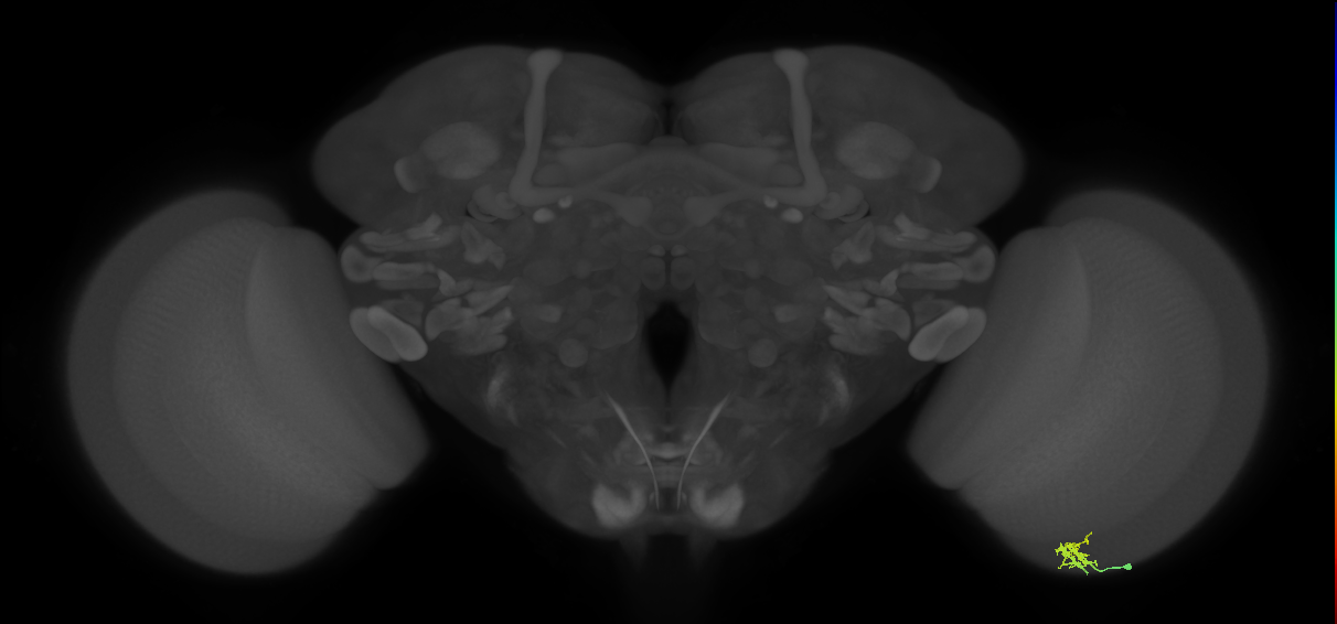 Dm2_R (JRC_OpticLobe:136676)