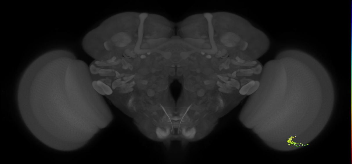 Dm2_R (JRC_OpticLobe:133417)