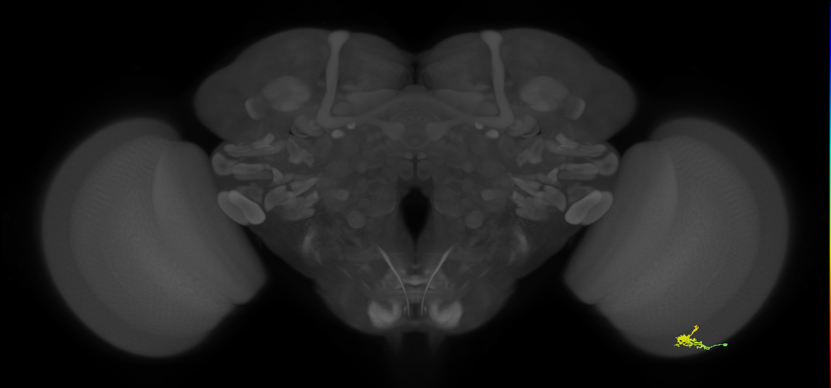 Dm2_R (JRC_OpticLobe:136348)