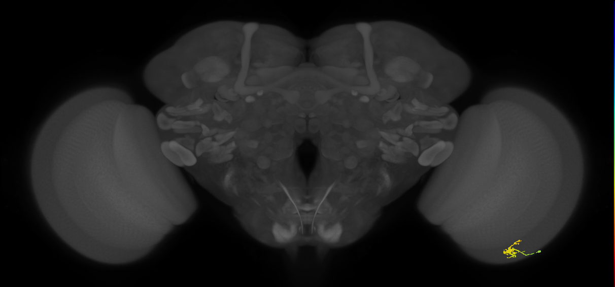 Dm2_R (JRC_OpticLobe:139150)