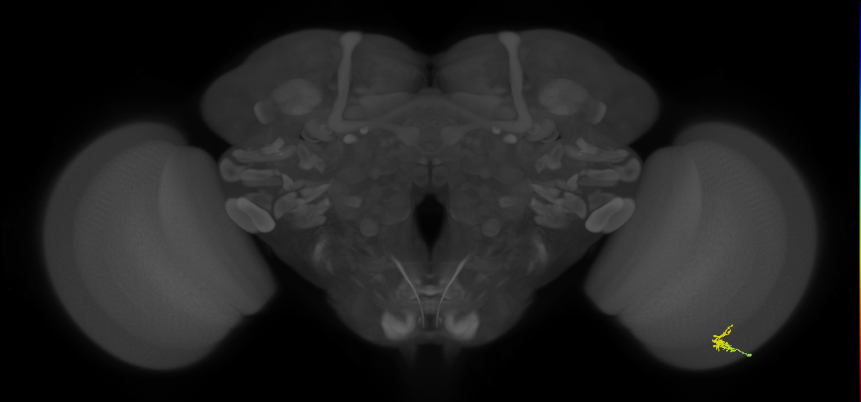 Dm2_R (JRC_OpticLobe:126788)