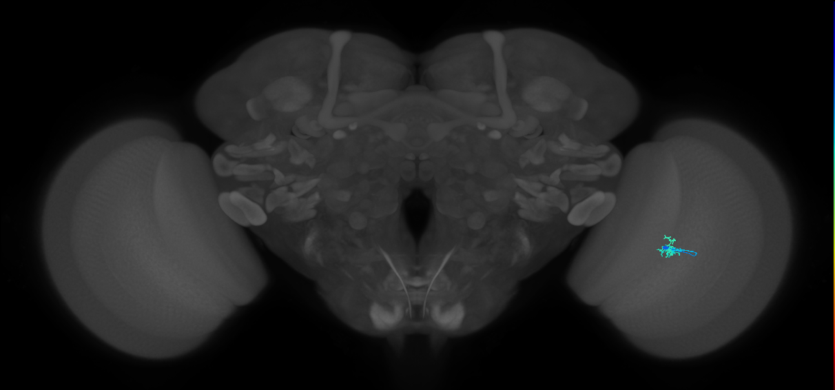 Dm2_R (JRC_OpticLobe:149460)