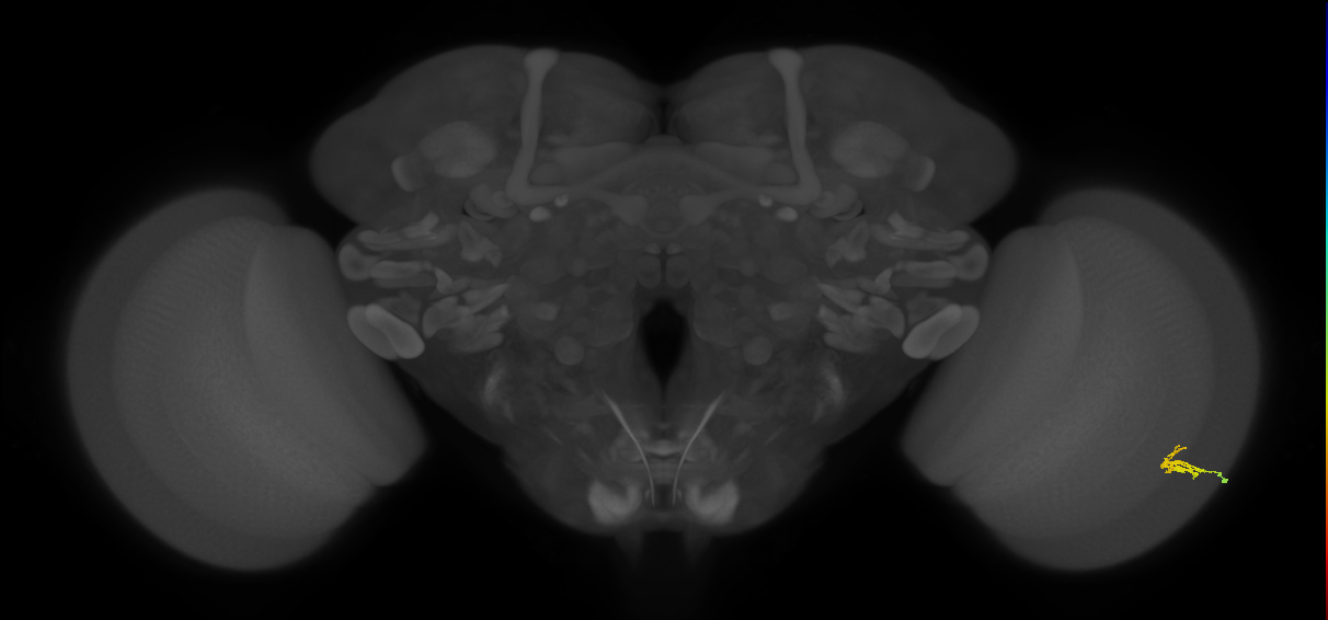 Dm2_R (JRC_OpticLobe:114062)