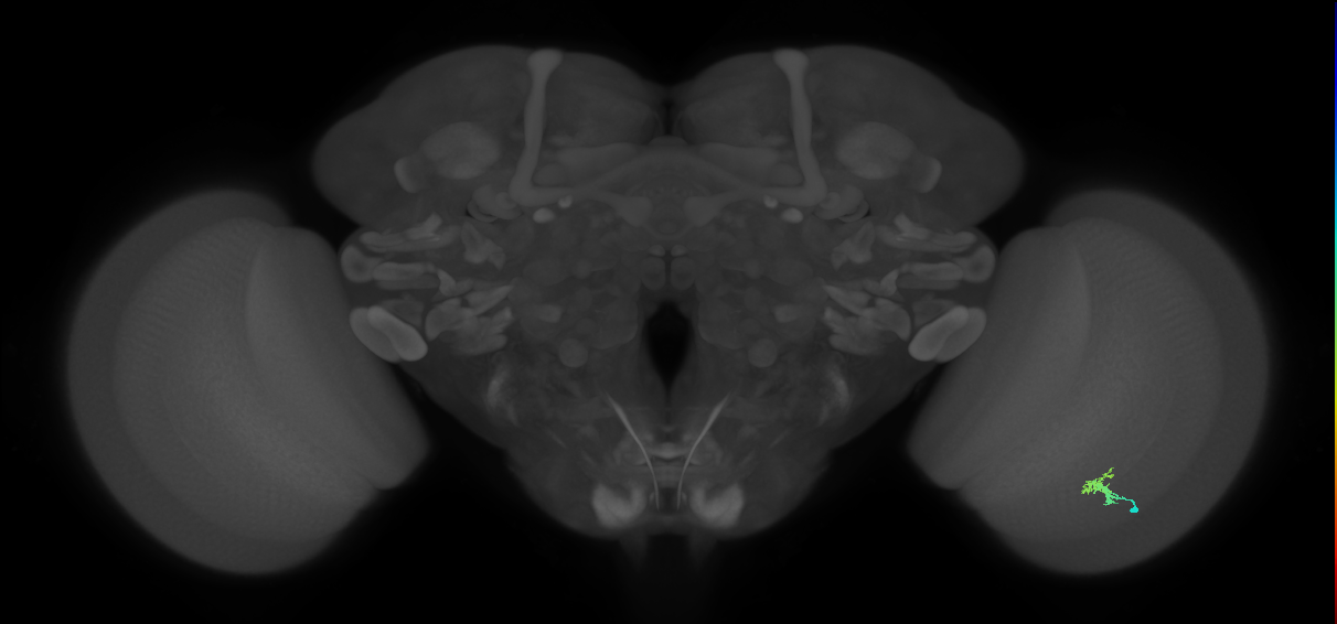 Dm2_R (JRC_OpticLobe:124193)