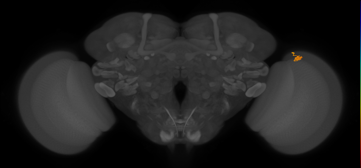 Dm2_R (JRC_OpticLobe:145991)