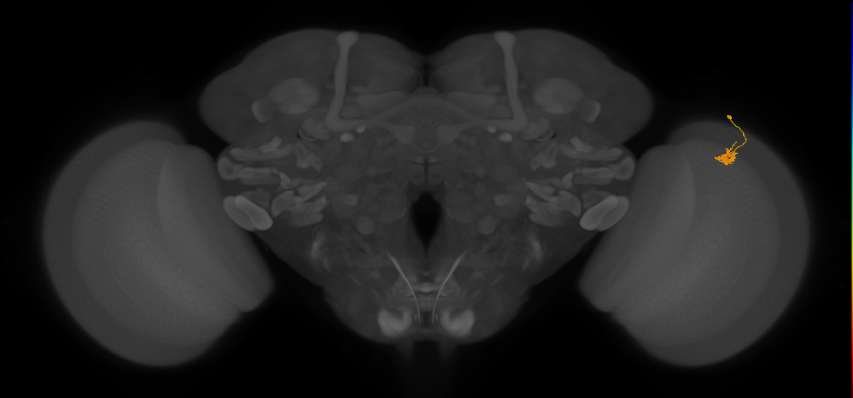 Dm2_R (JRC_OpticLobe:116956)
