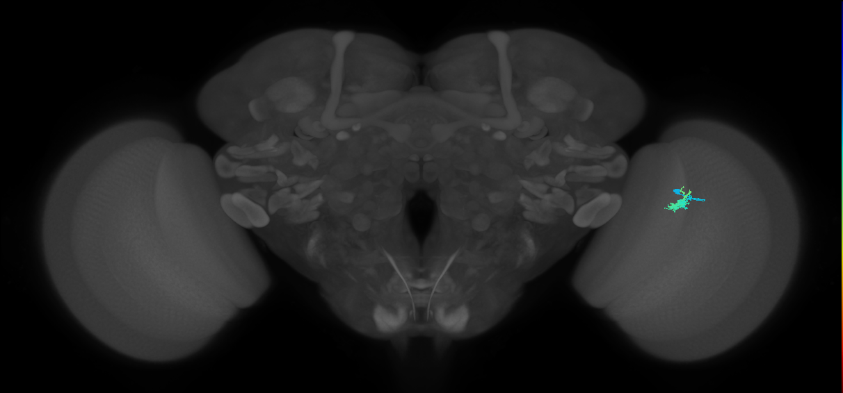 Dm2_R (JRC_OpticLobe:118380)