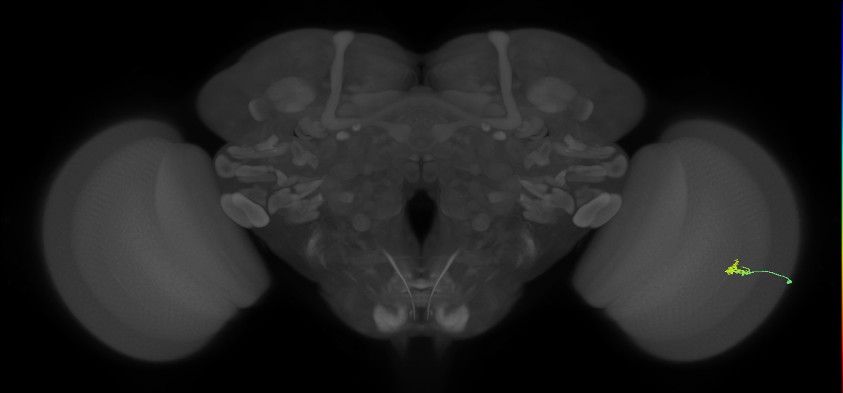 Dm2_R (JRC_OpticLobe:133179)