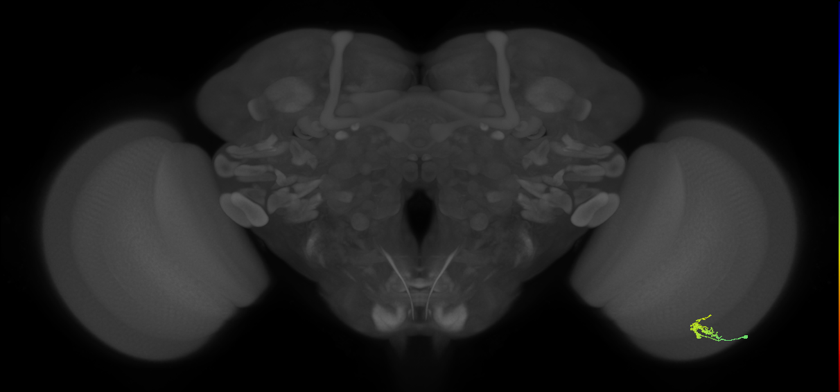 Dm2_R (JRC_OpticLobe:174203)