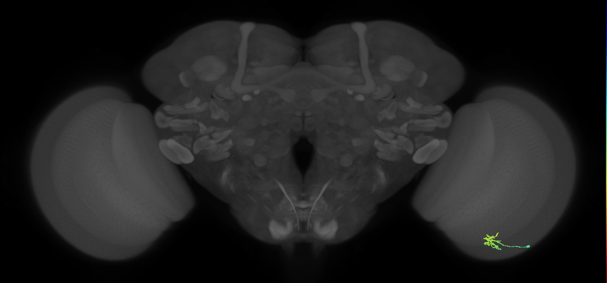 Dm2_R (JRC_OpticLobe:135972)