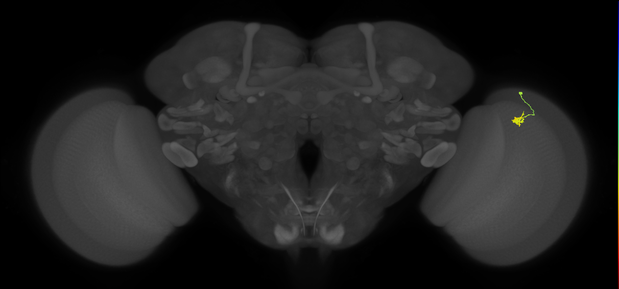 Dm2_R (JRC_OpticLobe:131477)