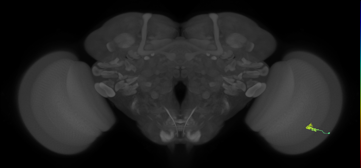 Dm2_R (JRC_OpticLobe:128860)