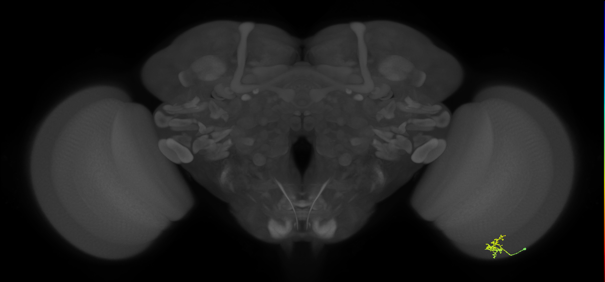 Dm2_R (JRC_OpticLobe:129850)