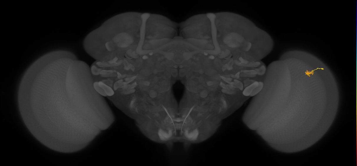 Dm2_R (JRC_OpticLobe:147350)