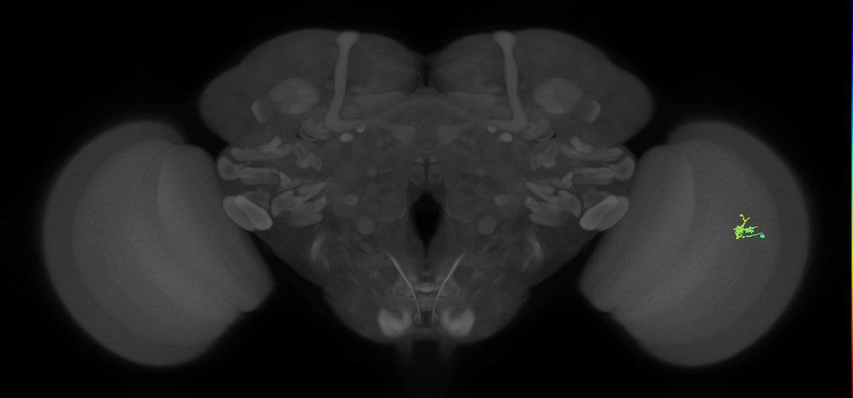 Dm2_R (JRC_OpticLobe:132242)