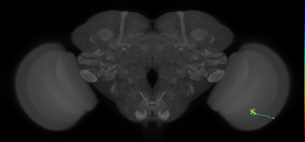 Dm2_R (JRC_OpticLobe:148233)