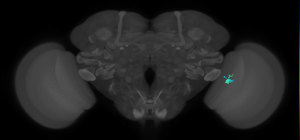 Dm2_R (JRC_OpticLobe:144190)
