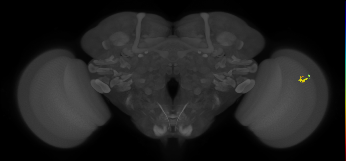 Dm2_R (JRC_OpticLobe:129477)