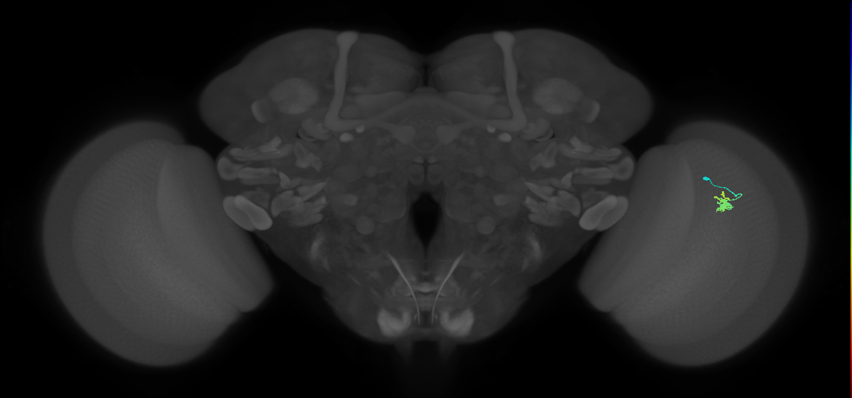Dm2_R (JRC_OpticLobe:143838)