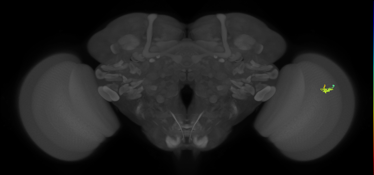 Dm2_R (JRC_OpticLobe:143914)