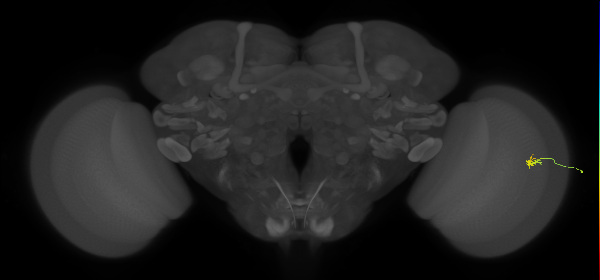 Dm2_R (JRC_OpticLobe:135545)