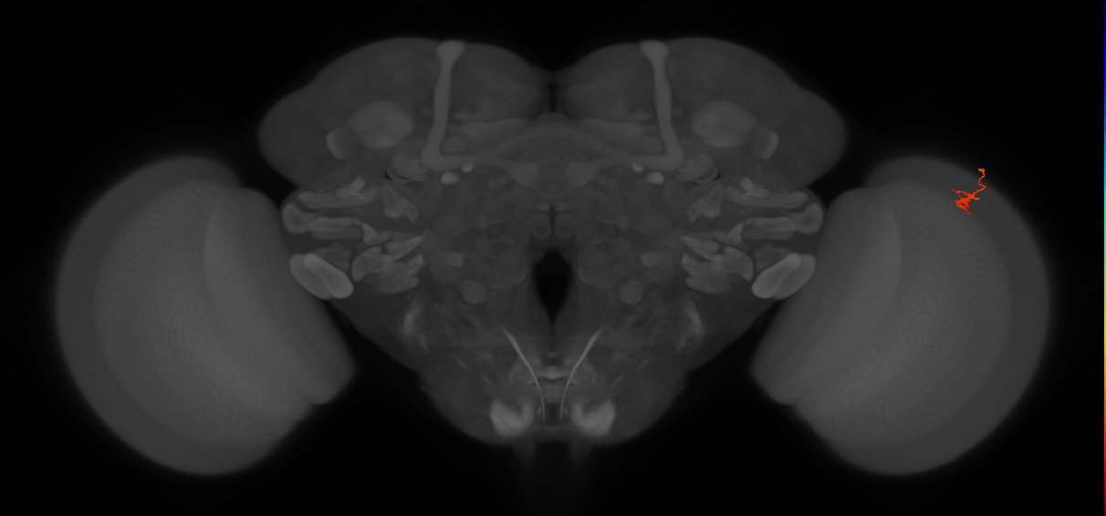 Dm2_R (JRC_OpticLobe:160129)