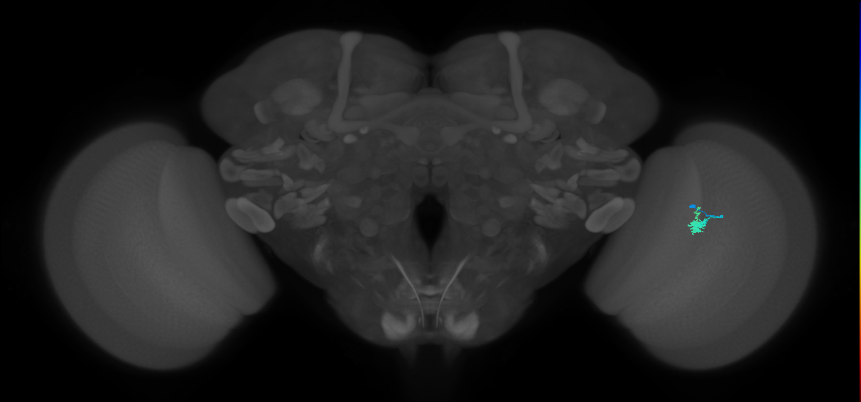 Dm2_R (JRC_OpticLobe:132424)