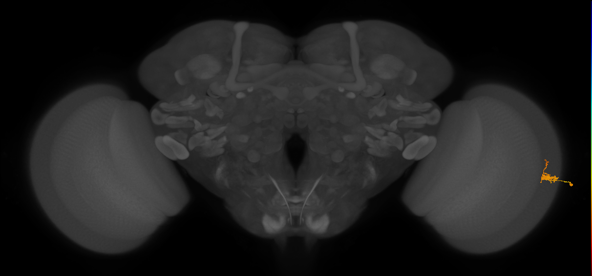 Dm2_R (JRC_OpticLobe:118784)