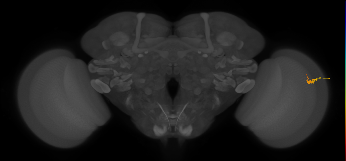 Dm2_R (JRC_OpticLobe:138491)
