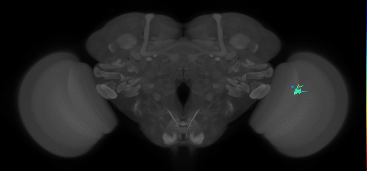 Dm2_R (JRC_OpticLobe:138850)