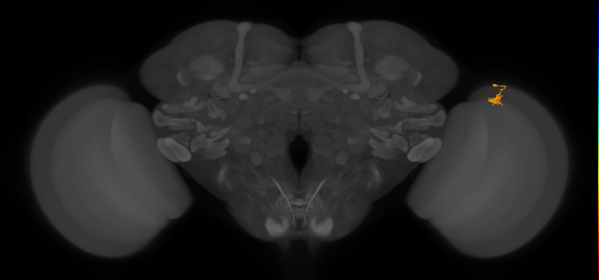 Dm2_R (JRC_OpticLobe:142884)