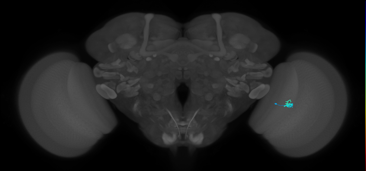 Dm2_R (JRC_OpticLobe:161033)