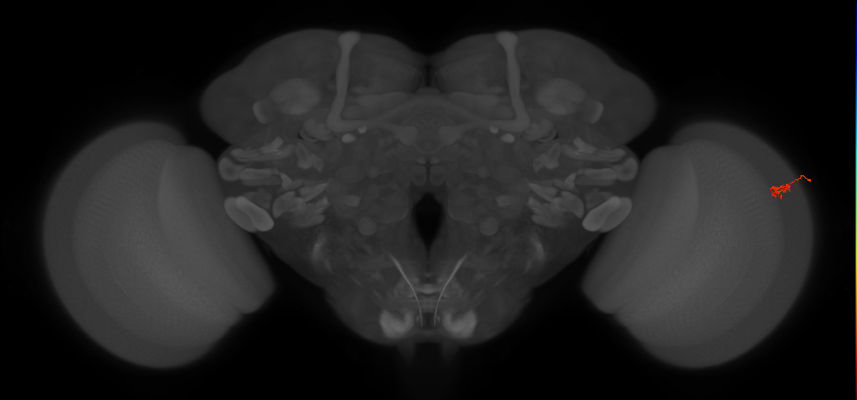 Dm2_R (JRC_OpticLobe:162338)