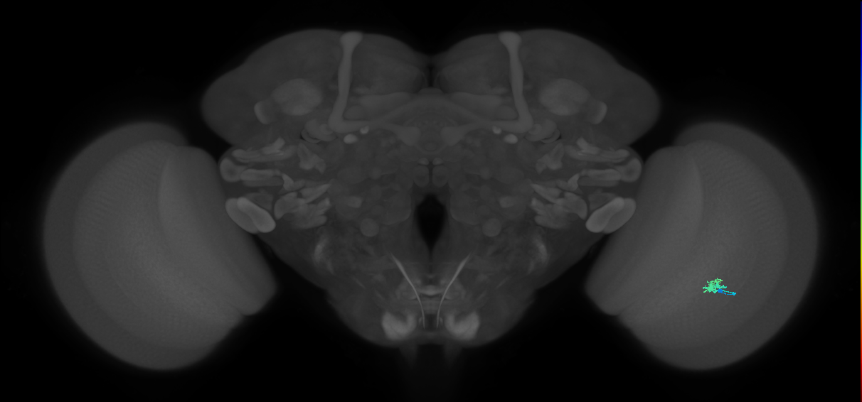 Dm2_R (JRC_OpticLobe:155123)
