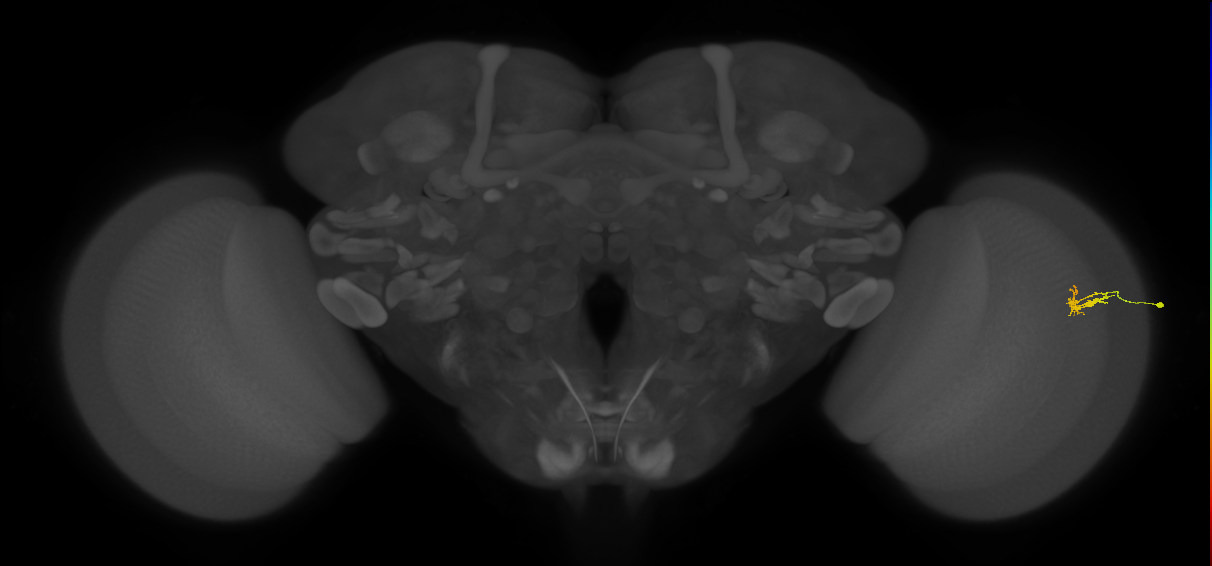 Dm2_R (JRC_OpticLobe:129907)