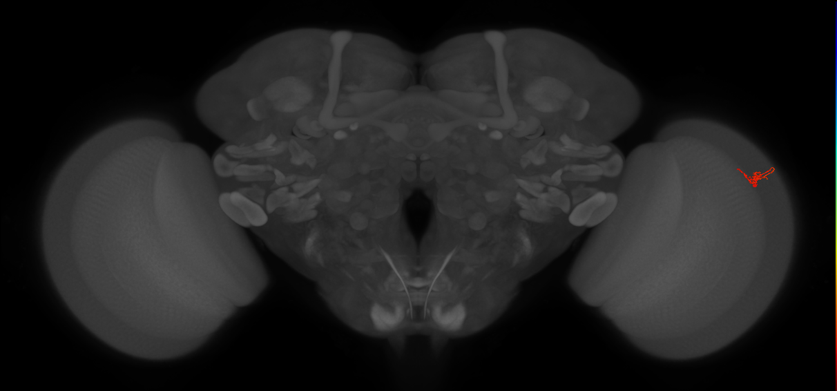Dm2_R (JRC_OpticLobe:170956)