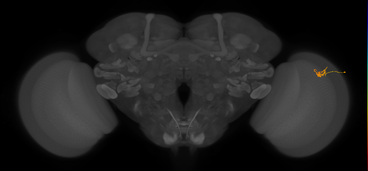 Dm2_R (JRC_OpticLobe:131798)