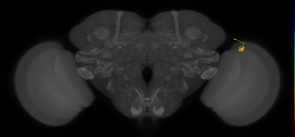 Dm2_R (JRC_OpticLobe:146948)