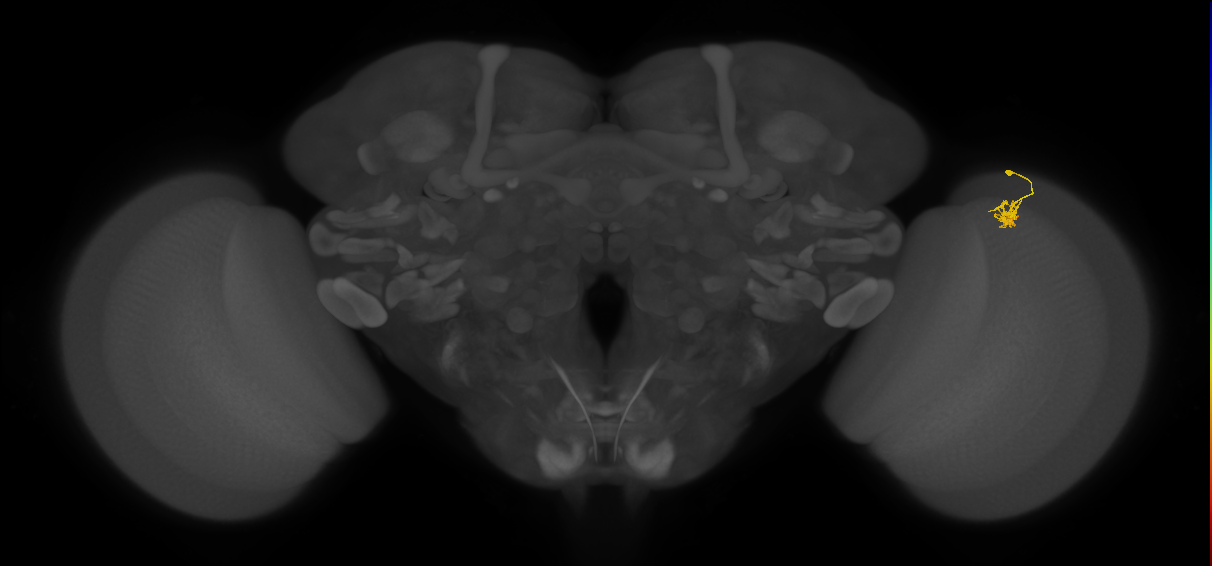 Dm2_R (JRC_OpticLobe:126456)